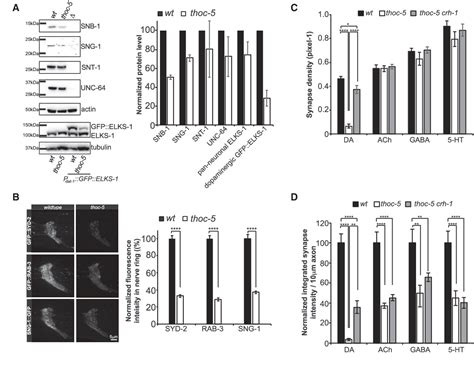 celine maeder|The THO Complex Coordinates Transcripts for Synapse.